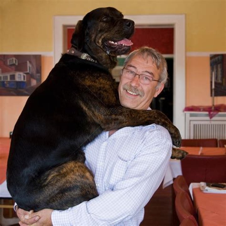 a man holding a dog in his arms on a balcony with the city behind him