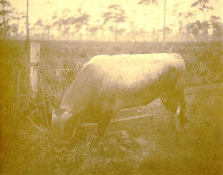 Florida Memory &bull; Portrait of FSU history professor Dr. Daisy Parker